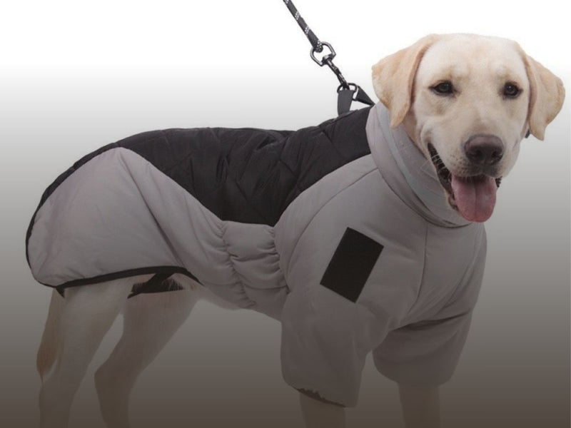 Pet Apparel